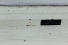 Tampa Traseira F-1000 72/92 Usado (228)